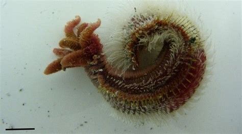  Queensborough Worm：This Deep-Sea Dweller Is More Glamorous Than You Think!