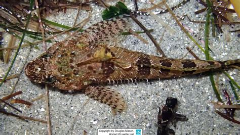  Woolly Sculpin，一個擁有超凡本領的海洋隱形戰士！